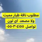 مطلوب ناقة ظيار