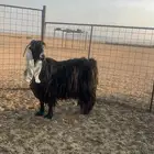 معزا عوارض مراح مبطي عندي وشرط