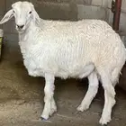 طليان مع الذبح والتوصيل والطبخ