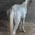 خيل ..