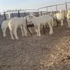 رخال مقاني
