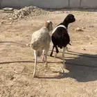 رفيدي جذعان