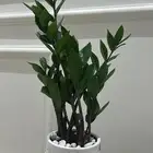 نبته منزليه