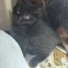 تبني سيرازي