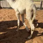 حاشي قصب لباني