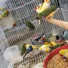 ازوج قولدن فينش
