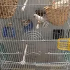 طيور زيبرا انتاج جوزين معاهم عيال الجوزين