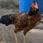 دجاج باكستاني سندي بيور الدجاجه الحمرا تعرج ولا حولها خلاف