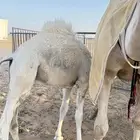 حيران حشو قعدان