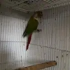 ذكر انناس محلل