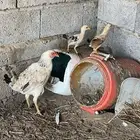 دجاج بلدي دجاجه معها 2 صيصان