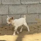 ماعز قزم