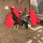 دجاج باكستاني