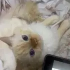 قطط