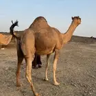 ناقه عاديه مموت