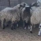 Pregnant and Birthing Sheep