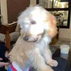 كلب انثى قولدن دودل