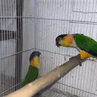 كايك جوز للبيع