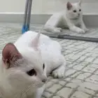 للبيع قطط شيرازي