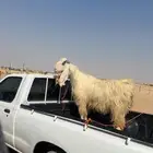تيس مشروك جرمة طيب