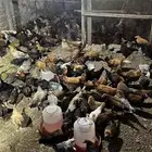 دجاج بلدي