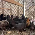 للبيع صيصان نوعه اندنوسي