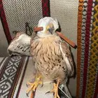 شبوط