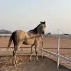 مهر مكس العمري سنتين