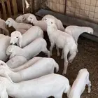 طليان حريه البيع مستعجل
