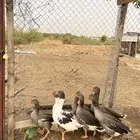 وز للبيع العدد 7 الصحه شرط