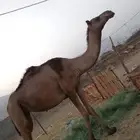 بكره ثاني لقاح ناقه طيبه مشروطه من العيوب