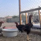 دجاج باكستاني