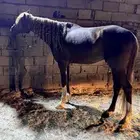 حصان شعبي العمر 3 سنوات تقريبا  الارتفاع 6 ونص