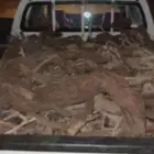 حَ ط  ب ارطى حمل