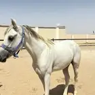 السلام عليكم ورحمة الله وبركاته للبيع حصان شعبي