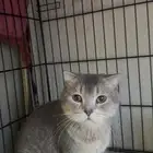 قط سكوتش لتبني