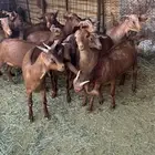 جفار هجين كلهاري