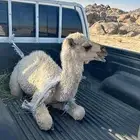 مطلوب حاشي ضيار اي لون