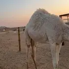 بكره فل شحم