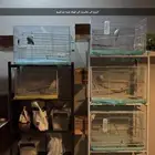 مجموعه طيور للبيع على السوم