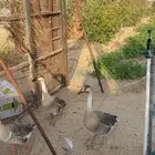 طقم وز عراقي