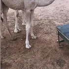 قعود بري تحت امه عمره خمس شهور تقريبا