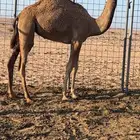 بكره بنت بذيع جمل سبوق بروابطه