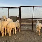 رخال دفيع