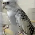 أزواج كروانات