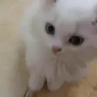 قطط بعمر شهر و 27 يوم