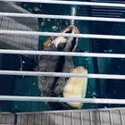 سنجاب طائر الرياض حي النفل