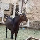 فحل معزا كفو