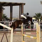 فرس قفز حواجز