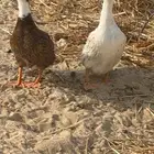 بط ذكر ونثى